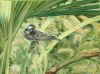 BlackpollWarbler.jpg (118734 bytes)